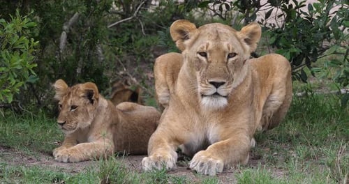 African Lion, panthera leo, Mother and Cub, Masai Mara Park in Kenya, Real Time 4K