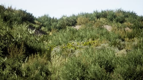 Beach Dunes with Long Grass