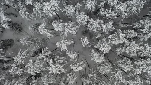 AERIAL: Top Down Shot of Drone Lifting Over Frozen And Snowy Forest