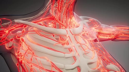 Animated 3D Human Lymphatic and Vascular System with Glowing Details
