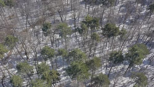 Above tree tops in snowed forest 4K drone video
