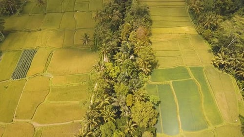 Terrace Rice Fields in Ubud, Bali,Indonesia.