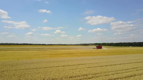 Combine Harvesting Grain