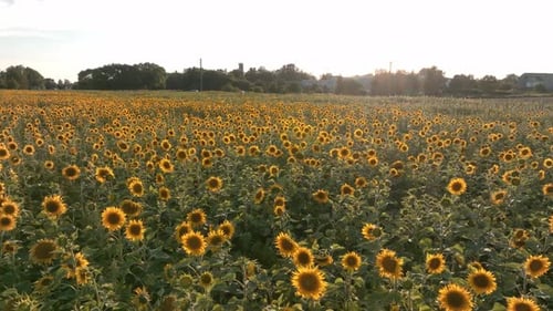 Beautiful Field of Blooming Sunflowers Against Blurry Sunset Golden Light
