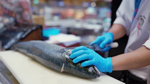 Close up to Hand of professional asian checf or fishermen preparing fresh salmon fish