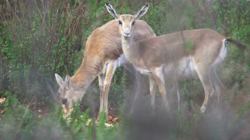 Deer Feeding Peacefully in Forest Clearing