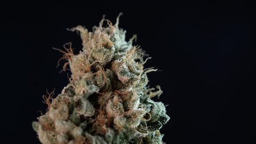 Marijuana Bud Spinning Time Lapse Over Black Background