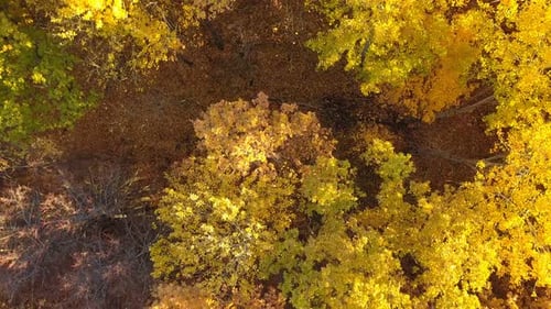 Autumn Forest Nature