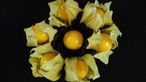 Physalis Beerenpflanze mit Blumen in Form von Laternen 2.