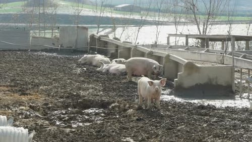 Pigs Resting and Standing in Muddy Pen