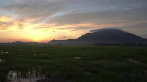 Panning of rice paddy field
