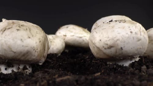 Mushrooms Growing in Soil, Close Up Dolly Shot