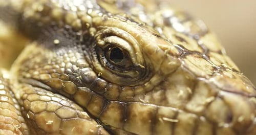 Lizard