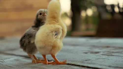 Two Fuzzy Chicks Stand on Wood Planks