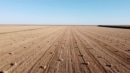 on the Field is a Large Number of Bales of Straw After Harvesting Grain