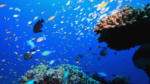 Underwater Sea Coral Reef