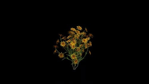 Tagetes Blumen wachsen