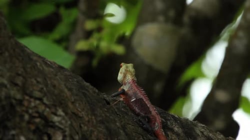Close Up Of Lizard Sitting On Branch