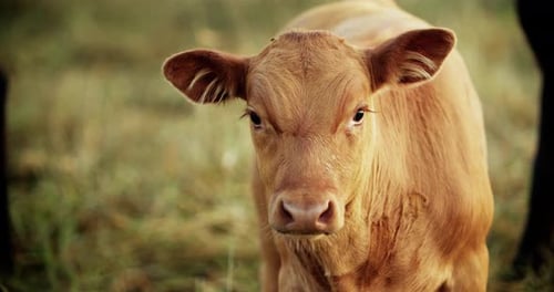 Light Brown Calf Looking Towards Camera in Field