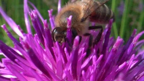 Extreme Macro close up of Bee Collecting Pollen in Purple Flower during pollination time