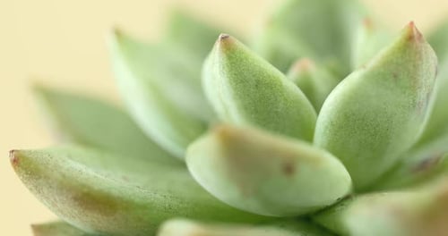 Plante de plantes succulentes vertes