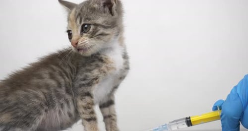 Kitten Playfully Bats at Syringe Held by Gloved Hand