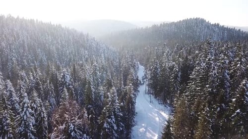 Coniferous Forest . Aerial View