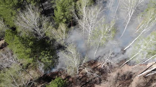 Dark Mysterious Burned Forest Landscape.