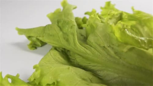 Close-Up of Fresh Green Lettuce