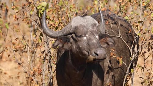 Buffle d'Afrique avec oiseau Oxpecker
