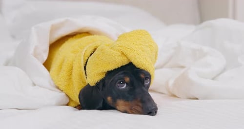 Cute Dachshund Wrapped in Towel Lying on Bed