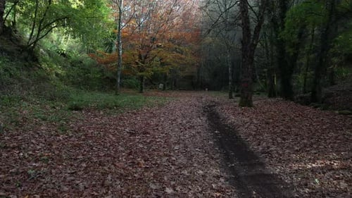 Magical Forest