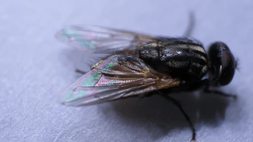 Detailed Macro Shot of a Common Housefly