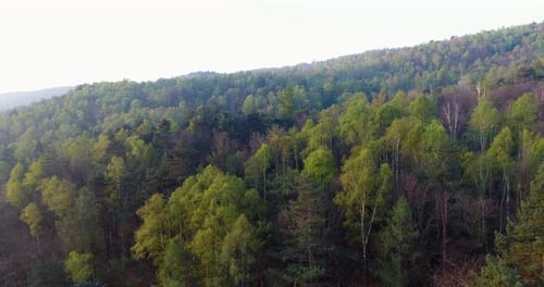Aller de l'avant au-dessus de la forêt au coucher du soleil ou au lever du soleil