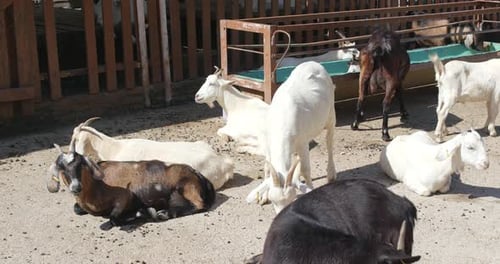 Goat in farm