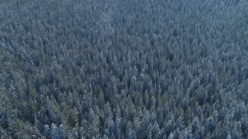 Aerial View of the Snow-covered Spruce Forest