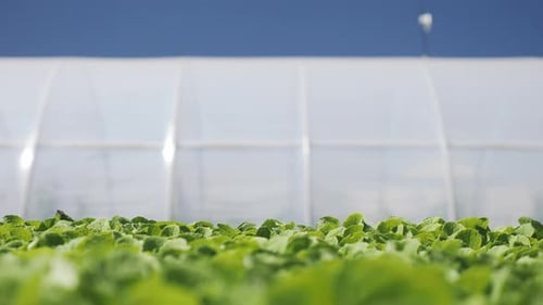 Camera Movement Along a Seedlings Сhinese Cabbage Near Greenhouse. Close-up.