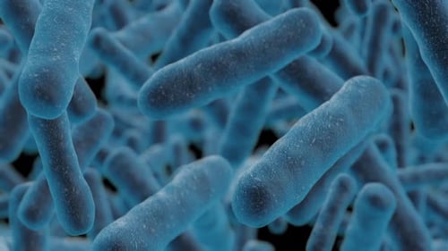 Microscopic Blue Bacteria Cell Growth and Multiplication Animation