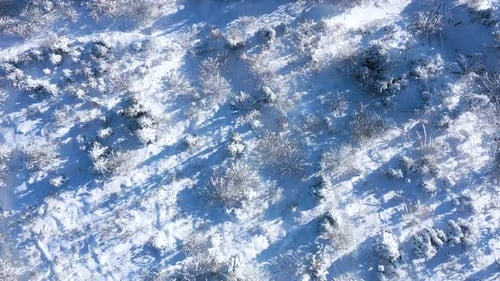 Top View of a Fabulous Winter Landscape with Trees in Clear Sunny Day