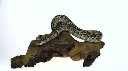 Pitón birmano granit o pitón Molurus Bivittatus sobre un gancho de madera aislado en fondo blanco