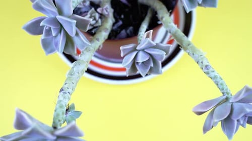 Tropical Light Blue Echeveria Plant on Yellow Background