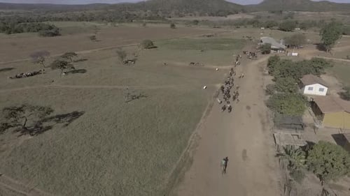 Cattle Herd Moving in Rural Landscape from Above