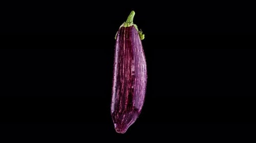 Beautiful Purple Striped Eggplant on Black Background