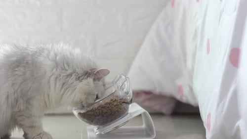 White Cat Eating Food From a Bowl