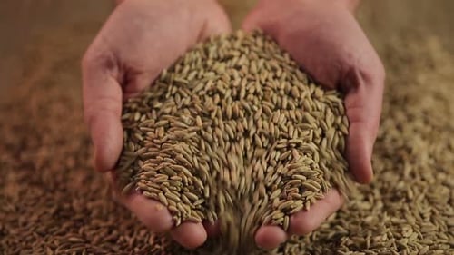 Hands Holding and Releasing Golden Grains