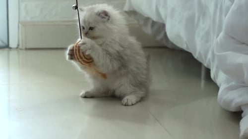 Gray and White Kitten Plays with Toy
