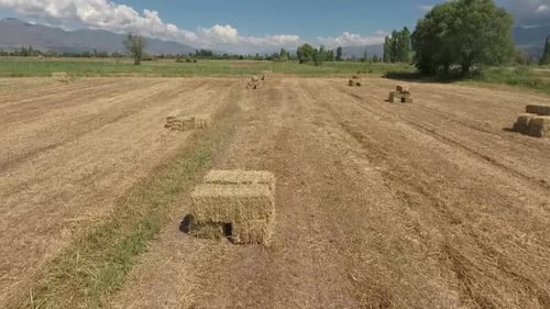 Field