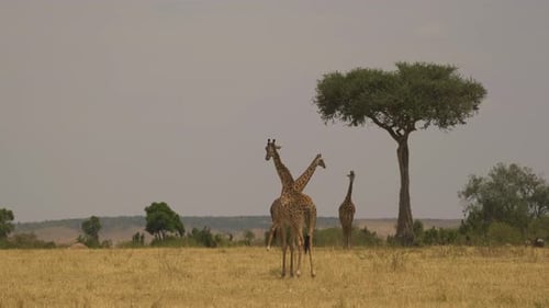 Giraffes Grazing in African Savanna Landscape