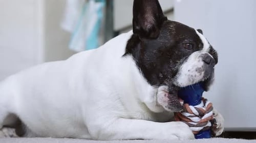 Happy French Bulldog Chewing Blue Toy Indoors
