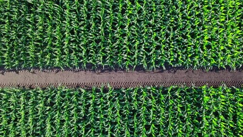 Green Agriculture Corn Field